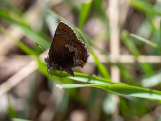 moss's elfin callophrys mossii 