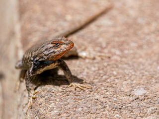 Prairie Lizard
Sceloporus consobrinus