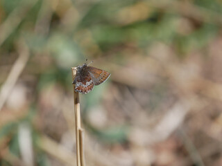 moss's elfin callophrys mossii 