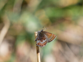 moss's elfin callophrys mossii 