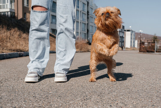 The Brussels Griffon walks beautifully on a leash with the owner during a walk around the city. The dog stands on its hind legs. High quality photo