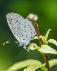 Fototapeta na wymiar Tiny grass blue butterfly on leaf in morning, Close up and macro with soft focus and nature blurred background, Insects in Thailand.