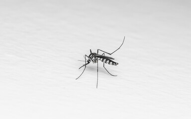 Close up a Mosquito on white floor, Isolated background, Macro photo.
