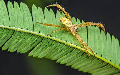 Cross spider, Yellow spider on green leaves, Even group leaf in nature with spider and nature background.