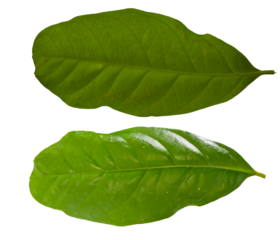 Indonesian bay leaf or daun salam (syzygium polyanthum) isolated on white background