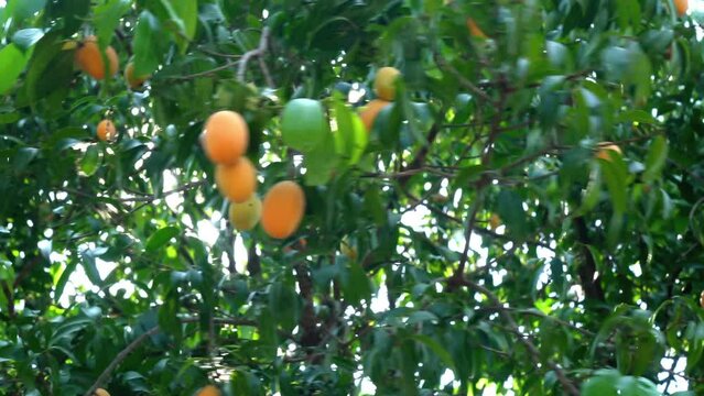 Low angle view of ripe sweet marian plum, maprang, mayongchid, gandaria, fruit hanging in a tree and swaying in the wind in summer season..
