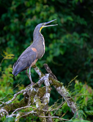 Fasciated tiger heron closeup portrait on a log
