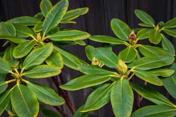 Pacific rhododendron Rhododendron macrophyllum, during springtime at the garden. Green leaves as background