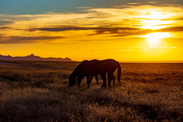 Mustangs In the setting sun