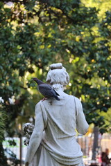 Pigeon on statue