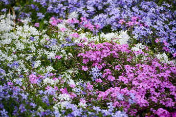 カラフルな芝桜