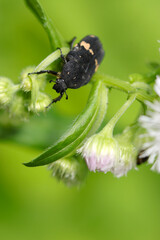 Citrus flower chafer beetle looking for nectar from Philadelphia fleabane blossom (Close up macro photograph on a sunny outdoor)