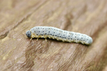 Black hed and spotted grey larva of Cimbicidae Sawfly (Sunny outdoor field, close up macro photography)