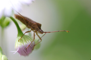 Stink bug (Hoshiharabiroherikamemushi) hiding in the shade of Philadelphia fleabane blossom (Sunny outdoor field, close up macro photography)