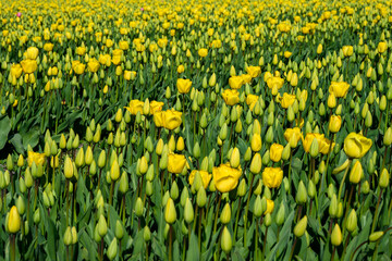 Rows of yellow tulips in a field being grown for bulbs, cheerful nature background
