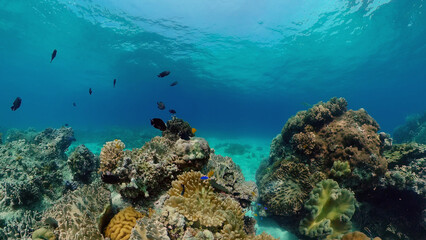 Fototapeta na wymiar Underwater scene coral reef. Hard and soft corals, underwater landscape. Travel vacation concept. Philippines.