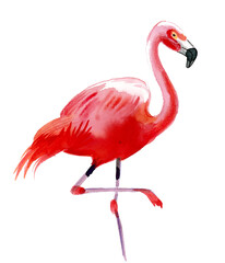 Pink flamingo bird on white background. Ink and watercolor painting