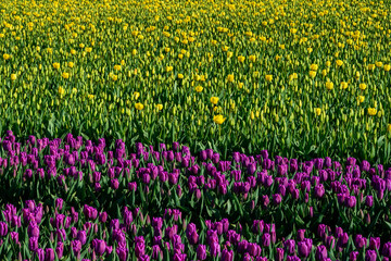 Rows of purple and rows yellow tulips in a field being grown for bulbs, cheerful nature background
