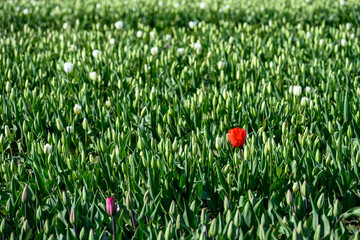 Field of white tulips still in bud with one backlit red tulip in bloom, as a nature background
