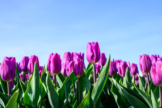 Row of purple tulips in a field viewed from below, sunny spring day with blue sky in background
