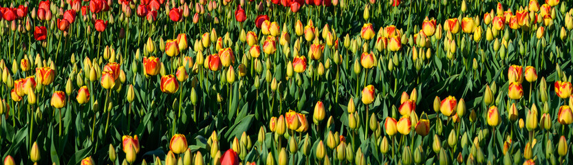 Rows of red tulips and rows yellow tulips in a field being grown for bulbs, cheerful nature background
