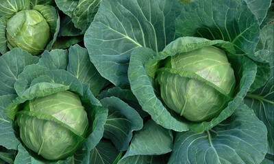 Fototapeta premium Vegetables are green vegetables for health.
