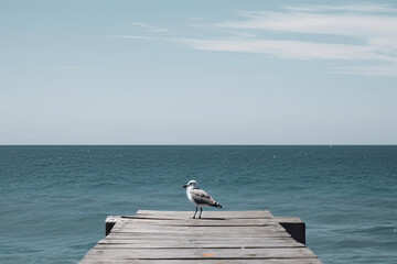 seagull on the pier. AI generative image.