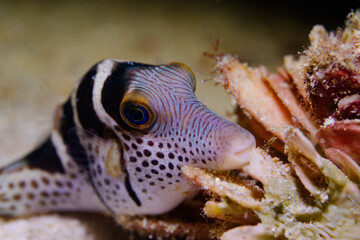 A sharpnose pufferfish perched on corals