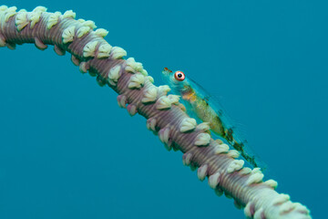 A semi transparent wire coral goby sitting on coral