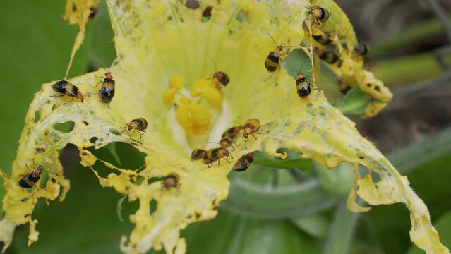 Infestation of banded pumpkin beetles destroy yellow pumpkin flower by chewing holes