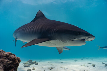 An adult striped tigershark in clear blue waters