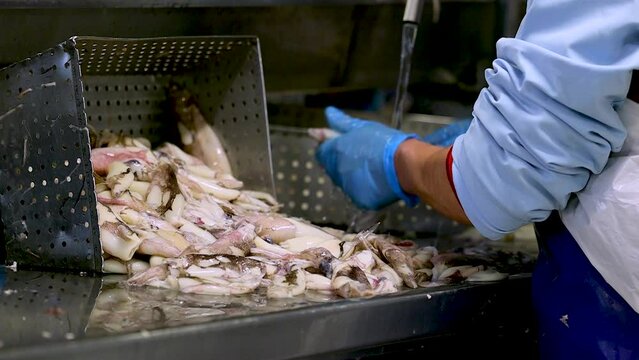 Worker rinses to clean freshly caught squid on metal work bench in factory
