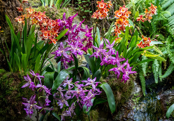 Vibrant blooming orchids at the Singapore Botanical Garden