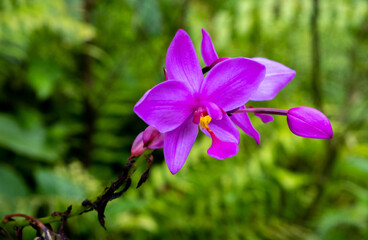 Vibrant blooming orchids at the Singapore Botanical Garden
