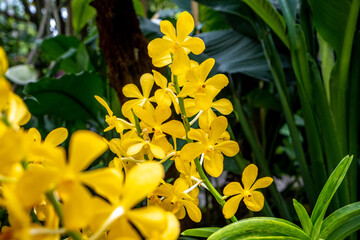 Brightly colored orchids in the Singapore Botanical Garden