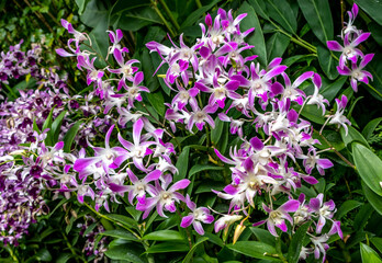 Brightly colored orchids in the Singapore Botanical Garden