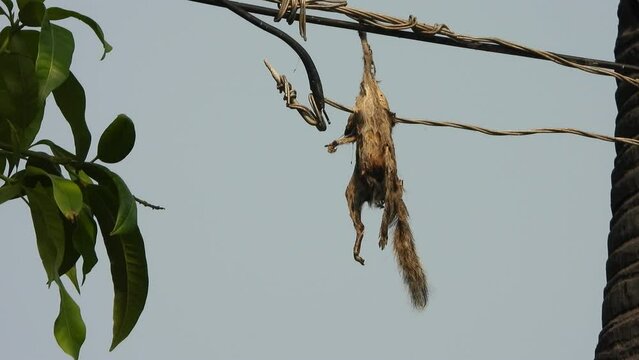 Squirrel hanging on the current waire .