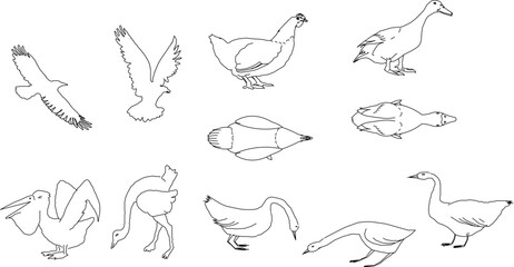sketch vector illustration of black and white winged poultry animal
