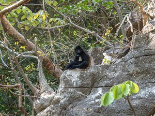 Mono araña en el Cañón del Sumidero en Chiapas, México