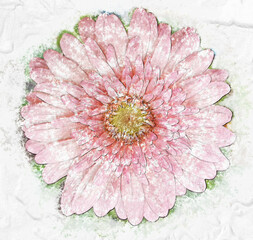 Pink gerbera, scientific name: Gerbera jamesonii. It is also known as Gerbera; Gebra; African daisy; transvaal daisy. Flower in watercolor style.