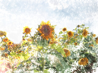 Flowering sunflowers field with beautiful blue sky.