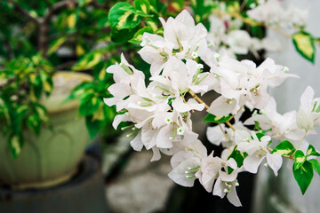 Bougainvillea Blooms In The Garden with a variety of beautiful colors.