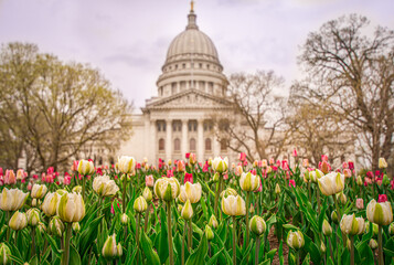 Pink and white tulips blooming near the capitol building in Madison Wisconsin
