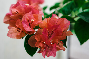Bougainvillea Blooms In The Garden with a variety of beautiful colors.