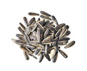 Sunflower seed isolated on transparent png
