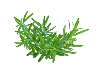 Rosemary isolated on transparent png