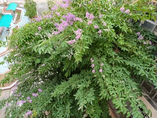Lagerstroemia speciosa - giant crepe-myrtle pink white flower bloom 