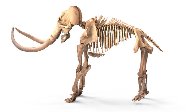 The skeleton of a mammoth isolated. Png transparency