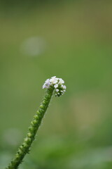 Heliotropium indicum with a natural background. Also called Sangketan, buntut tikus, Indian...