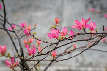 Bougainvillea Blooms In The Garden with a variety of beautiful colors.